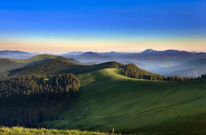 Артек Буковель Лісовий